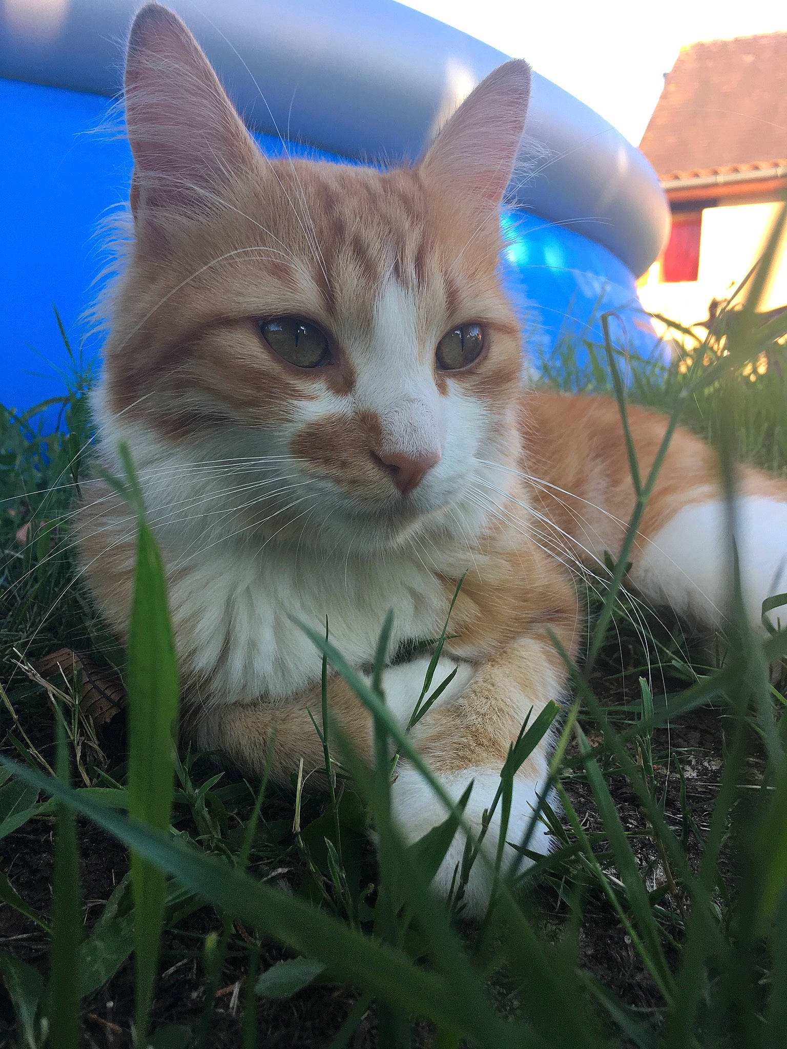 Garfield participe au concours pour gagner de l'argent avec cette photo : aegean_cat, american_wirehair, asian, carnivore, cat, domestic_short_haired_cat, european_shorthair, fawn, felidae, german_rex, grass, kitten, mammal, ojos_azules, plant, small_to_medium_sized_cats, snout, tabby_cat, whiskers