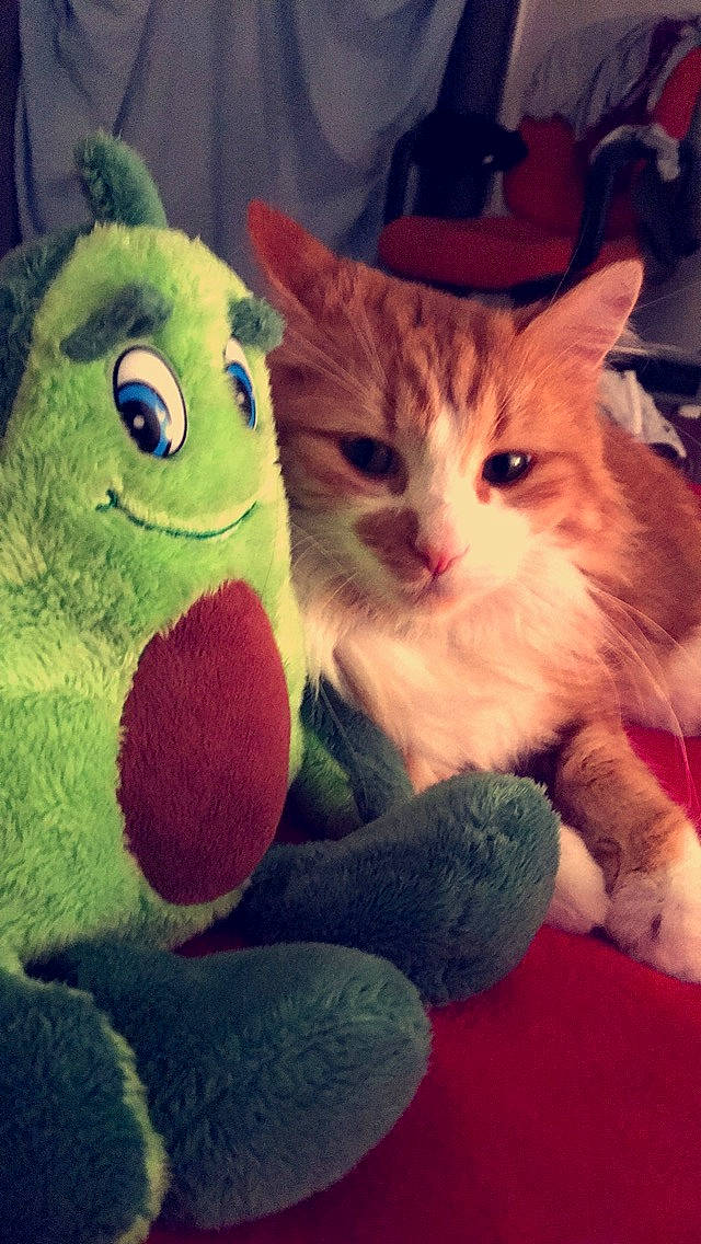 Garfield participe au concours pour gagner de l'argent avec cette photo : carnivore, cat, claw, domestic_short_haired_cat, european_shorthair, felidae, fur, kitten, plush, polydactyl_cat, small_to_medium_sized_cats, snout, stuffed_toy, tail, whiskers