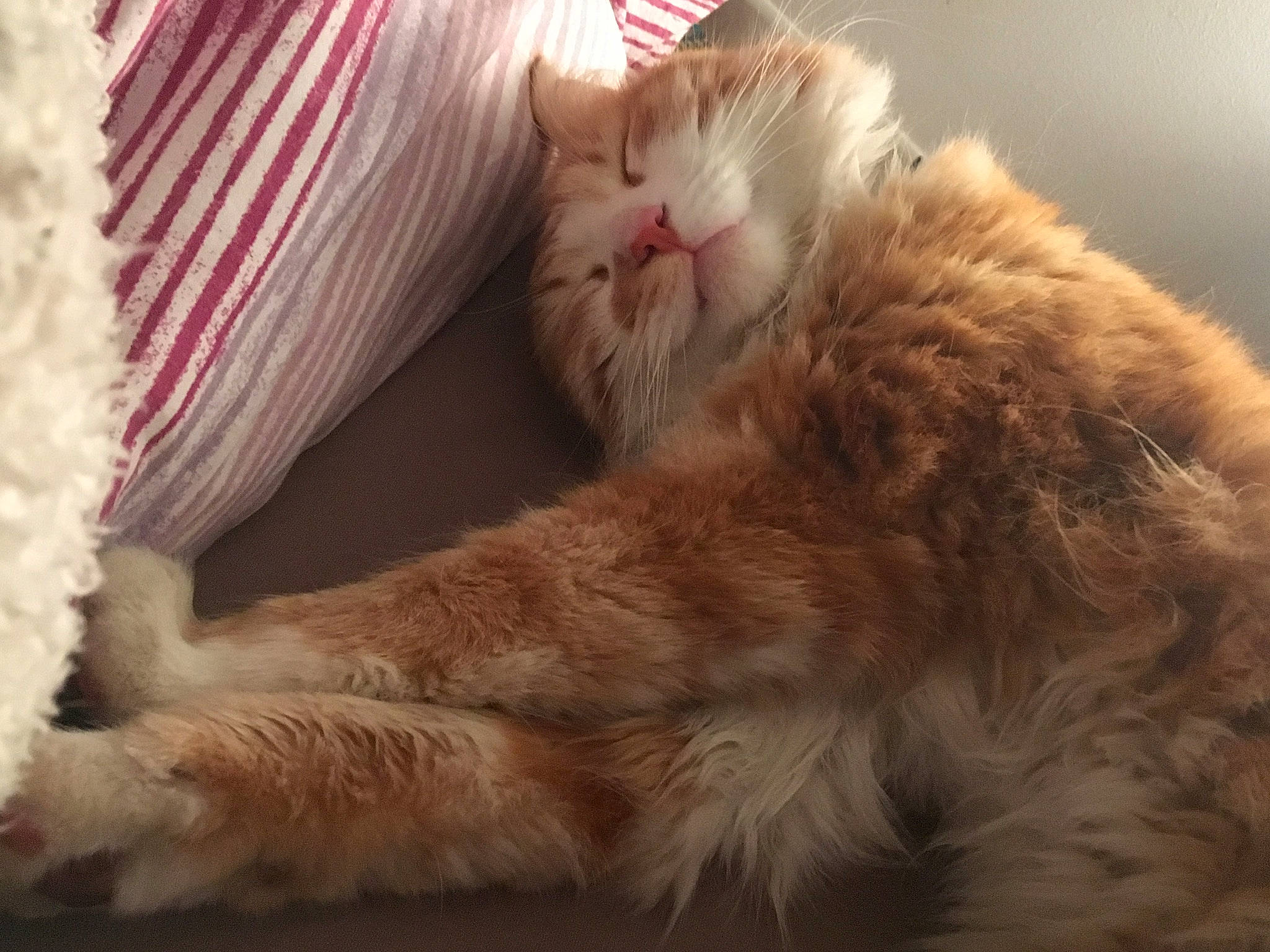 Garfield participe au concours pour gagner de l'argent avec cette photo : american_curl, carnivore, cat, claw, domestic_long_haired_cat, ear, fawn, felidae, fur, kitten, maine_coon, nap, norwegian_forest_cat, paw, polydactyl_cat, ragamuffin, small_to_medium_sized_cats, snout, tail, whiskers