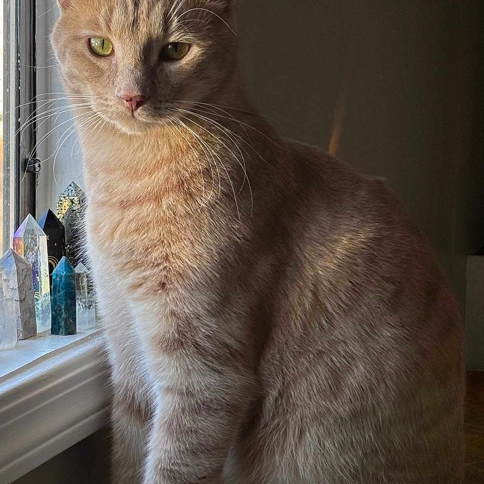 Simba is registered to the contest to win money with this photo: calm, cat, crystals, curious, decor, ears, feline, fur, ginger_cat, home, indoor, natural_light, pet, portrait, quiet, sitting, sunlight, whiskers, window, wood_floor