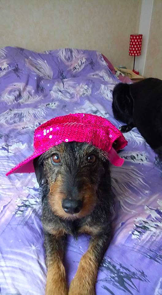Fannie a rejoint le concours — aidez-le/la à gagner de superbes lots ! canidae, carnivore, dog, dog_breed, hat, jagdterrier, puppy, sporting_group, terrier
