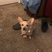 Weezy is registered to the contest to win money with this photo: dog, small_dog, carpet, indoor, foot, shoe, clothing, collar, pet, ears, brown_dog, furniture, door, floor, casual, domestic, looking_up, animal, household, relaxed