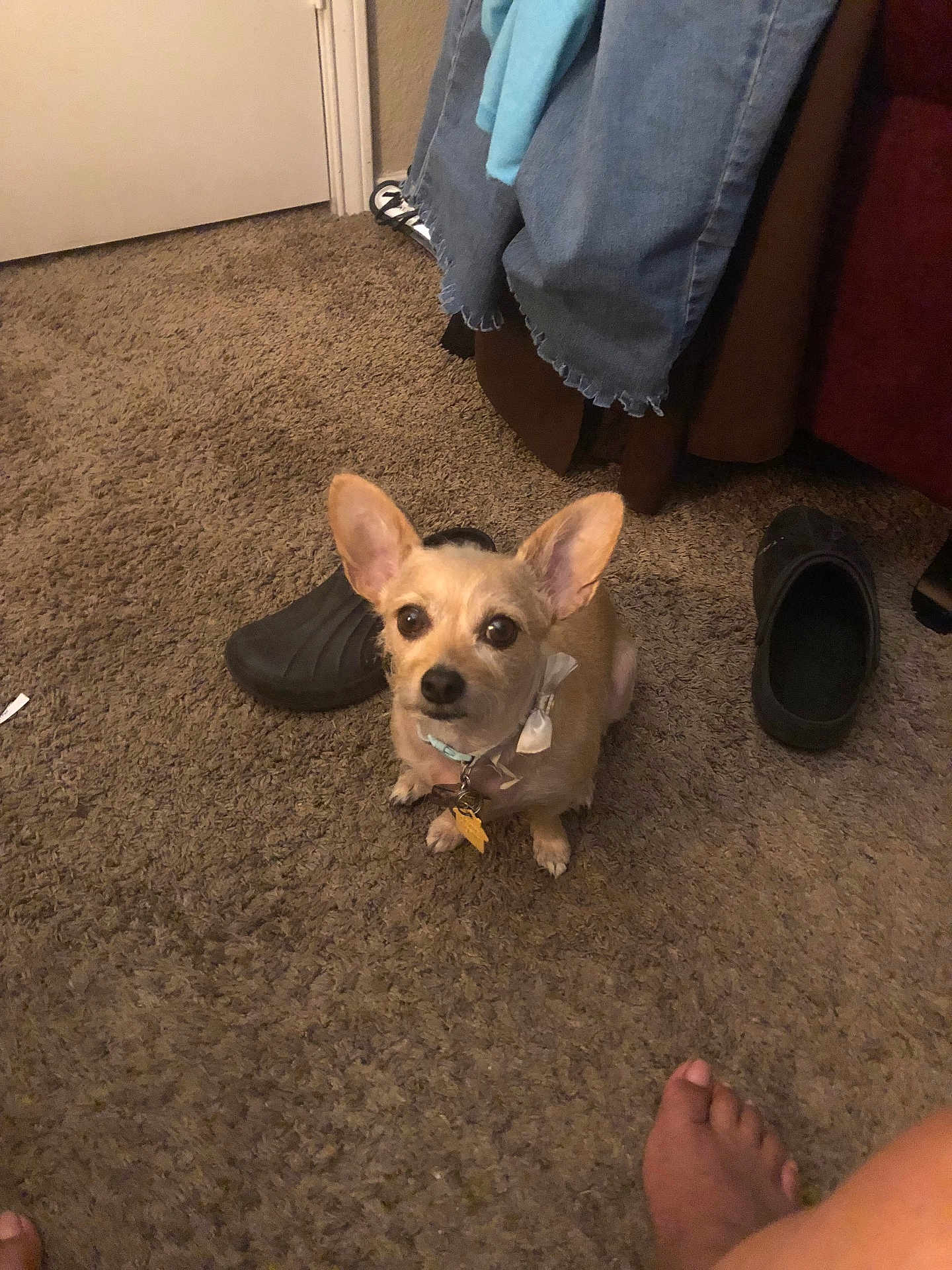 Weezy is registered to the contest to win money with this photo: dog, small_dog, carpet, indoor, foot, shoe, clothing, collar, pet, ears, brown_dog, furniture, door, floor, casual, domestic, looking_up, animal, household, relaxed
