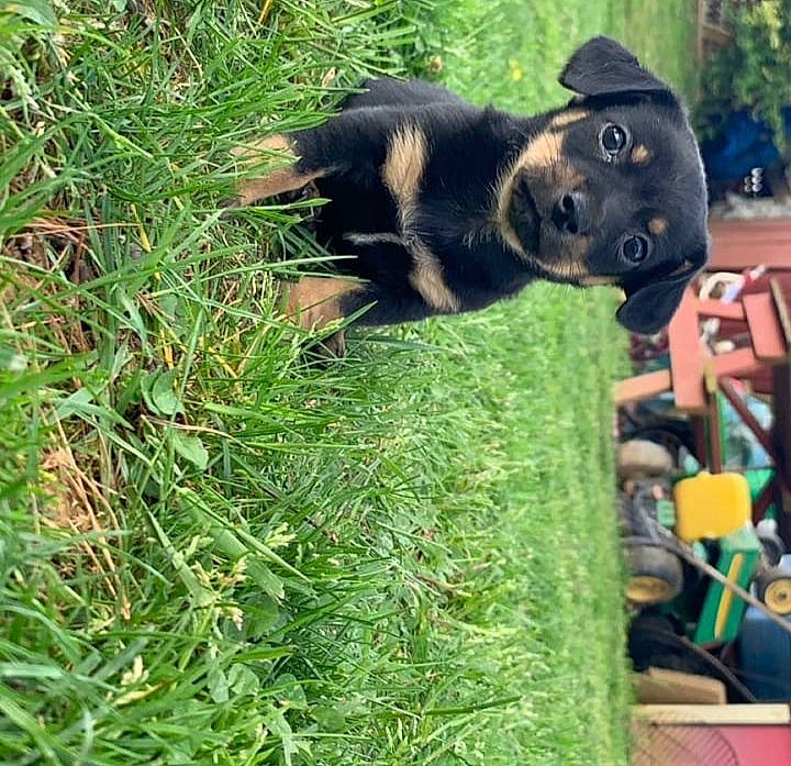 Dixie is registered to the contest to win money with this photo: canidae, carnivore, dog, dog_breed, german_shepherd_dog, grass, herding_dog, lawn, mammal, plant, police_dog, puppy, sporting_group, working_dog