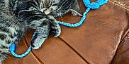 Gribouille a rejoint le concours — aidez-le/la à gagner de superbes lots ! animal, blue, cat, closeup, couch, cozy, cute, fur, indoor, kitten, leather, paw, pet, relaxation, resting, sleeping, string, tabby, toy, whiskers