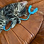 Gribouille a rejoint le concours — aidez-le/la à gagner de superbes lots ! cat, kitten, sleeping, tabby, pet, animal, toy, blue, string, leather, couch, indoor, fur, whiskers, paw, cute, resting, cozy, closeup, relaxation