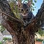 Gribouille a rejoint le concours — aidez-le/la à gagner de superbes lots ! kitten, cat, tree, branch, outdoor, nature, animal, curious, pet, yard, house, greenery, daylight, fur, moss, closeup, playful, small, wildlife, sky