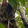 cat, kitten, tabby, tree, branch, leaves, nature, animal, outdoor, pet, whiskers, curious, paw, fur, closeup, wildlife, young, playful, green, twig