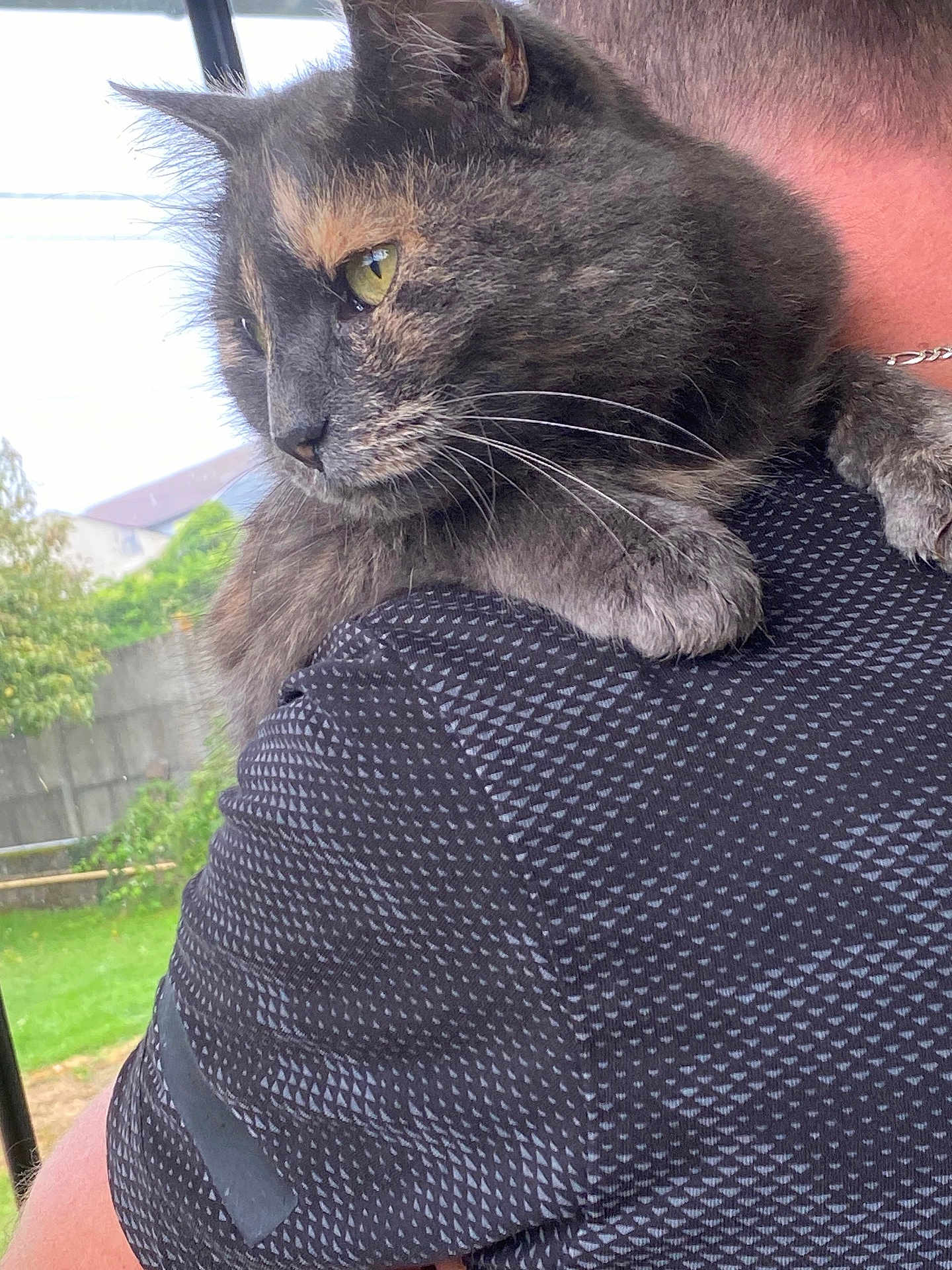 Pipi participe au concours pour gagner de l'argent avec cette photo : cat, tortoiseshell_cat, pet, animal, feline, shoulder, person, shirt, outdoor, greenery, fence, close_up, fur, whiskers, ear, eye, portrait, comfort, companionship, domestic_animal