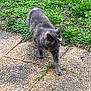 Pipi a rejoint le concours — aidez-le/la à gagner de superbes lots ! cat, gray_cat, walking, outdoor, grass, sidewalk, stone, pet, animal, fur, nature, daylight, mammal, ground, greenery, single_animal, quiet, curious, domestic_cat, exploring