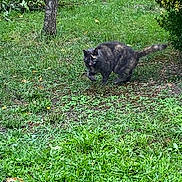 Pipi participe au concours pour gagner de l'argent avec cette photo : cat, tortoiseshell_cat, grass, outdoor, greenery, tree, bush, animal, pet, nature, walking, tongue_out, fur, mammal, garden, daylight, cute, small_tree, plants, cheeky