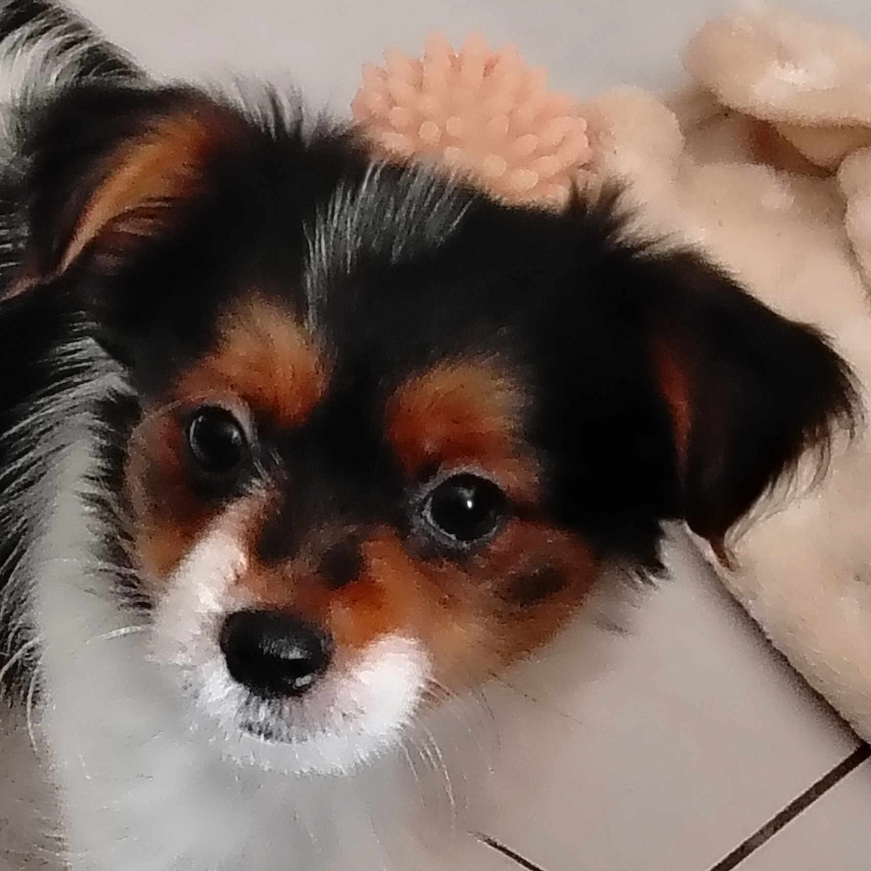 Pipo
