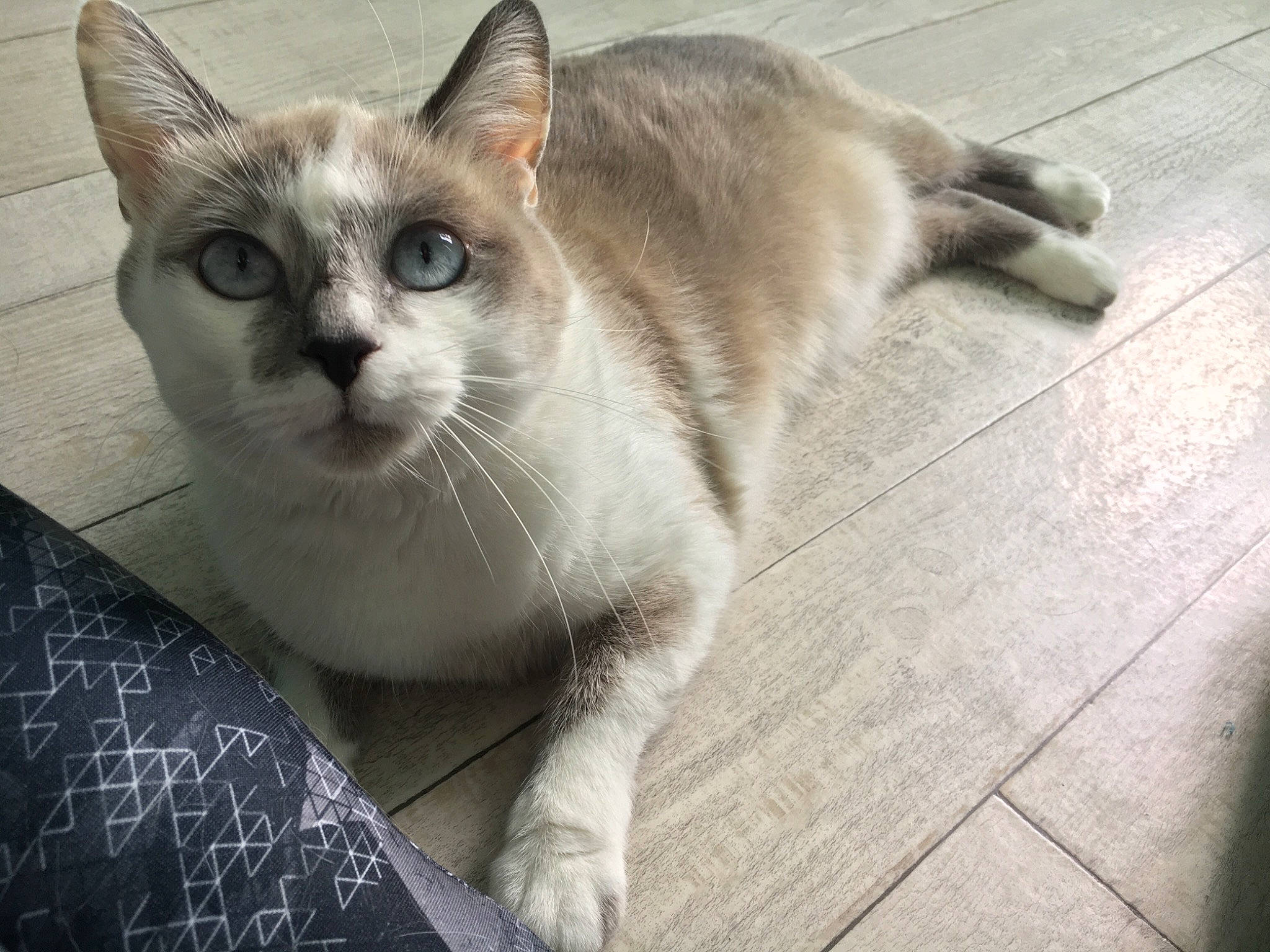 Happy participe au concours pour gagner de l'argent avec cette photo : aegean_cat, asian, australian_mist, burmilla, carnivore, cat, domestic_short_haired_cat, european_shorthair, eye, felidae, kitten, mammal, ojos_azules, singapura, small_to_medium_sized_cats, snout, thai, tonkinese, vertebrate, whiskers