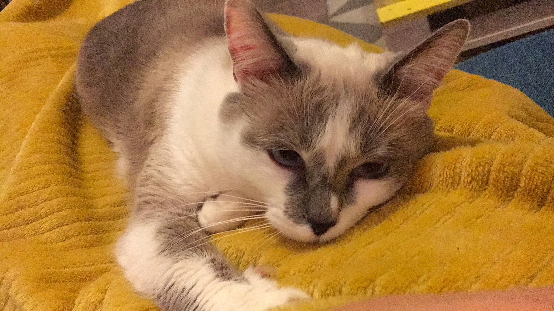 Happy participe au concours pour gagner de l'argent avec cette photo : asian, balinese, carnivore, cat, colorpoint_shorthair, domestic_short_haired_cat, felidae, javanese, kitten, mammal, nap, ojos_azules, oriental_longhair, singapura, small_to_medium_sized_cats, snout, thai, tonkinese, vertebrate, whiskers