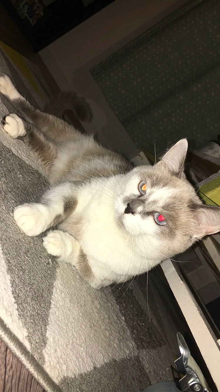 Happy participe au concours pour gagner de l'argent avec cette photo : aegean_cat, burmilla, carnivore, cat, domestic_short_haired_cat, european_shorthair, felidae, kitten, mammal, small_to_medium_sized_cats, tail, whiskers