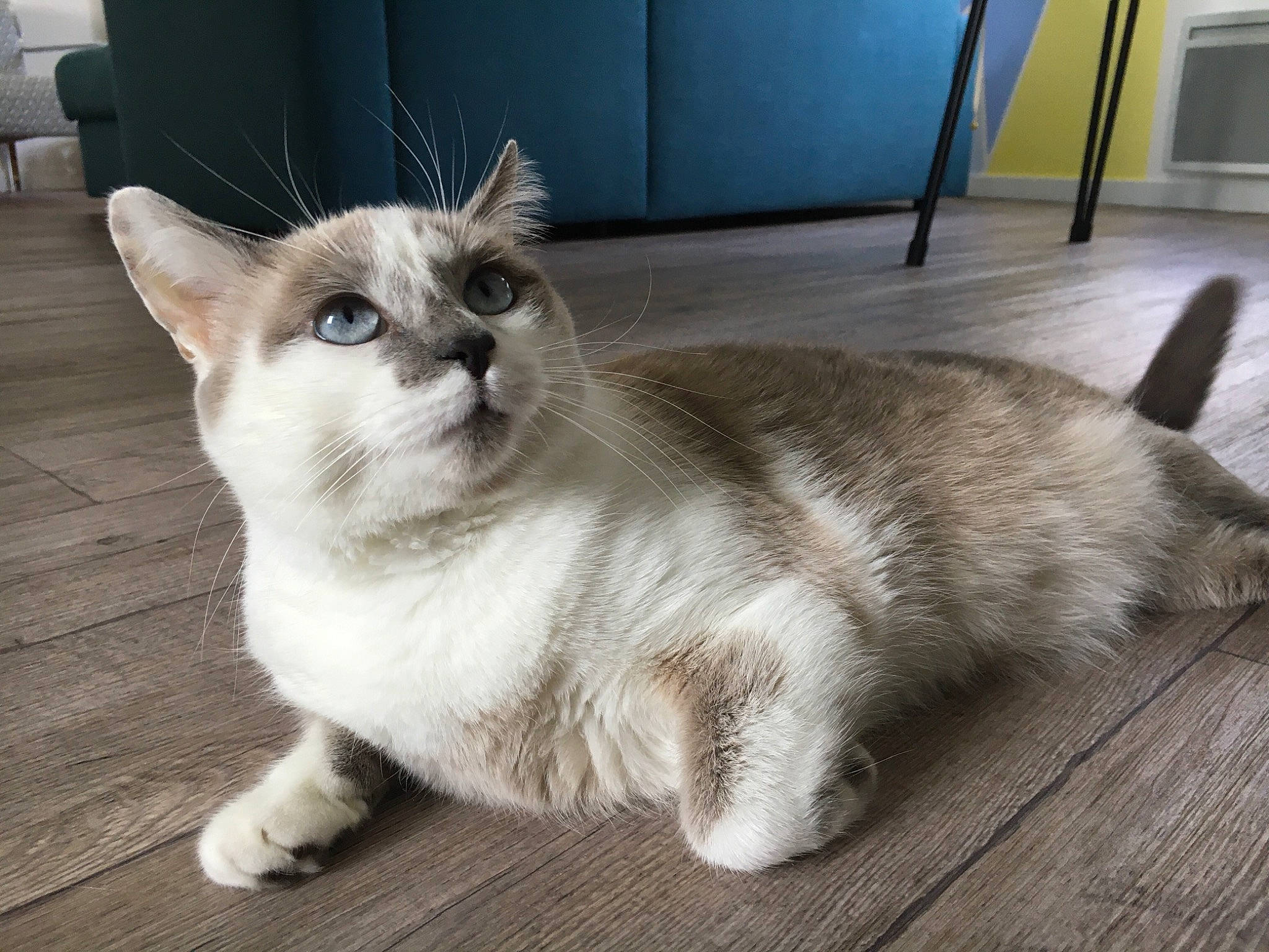 Happy participe au concours pour gagner de l'argent avec cette photo : asian, balinese, burmese, burmilla, carnivore, cat, domestic_short_haired_cat, eye, felidae, kitten, mammal, ojos_azules, siamese, small_to_medium_sized_cats, snout, tail, thai, tonkinese, vertebrate, whiskers