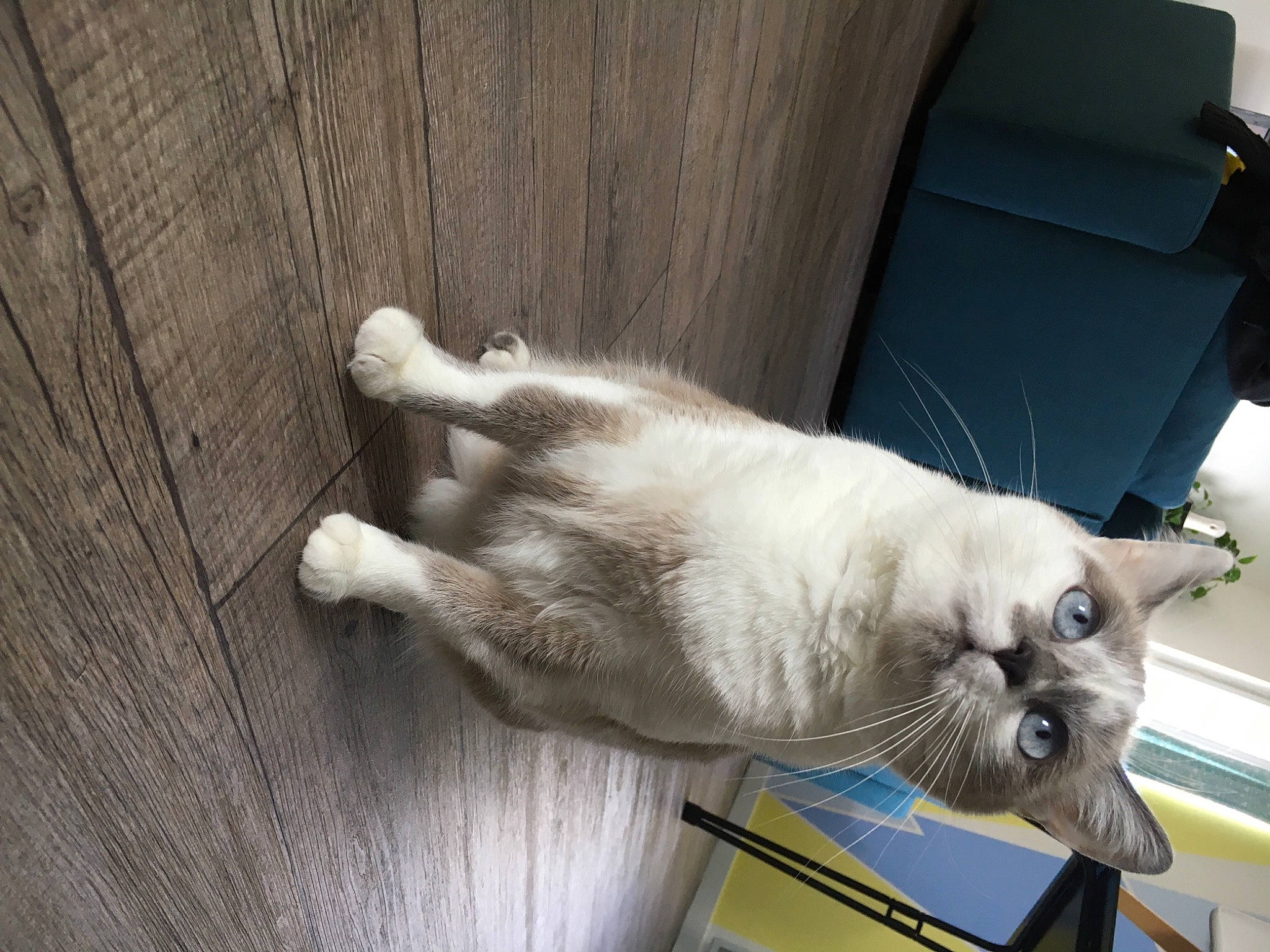 Happy participe au concours pour gagner de l'argent avec cette photo : balinese, burmese, burmilla, canidae, carnivore, cat, dog_breed, fawn, felidae, mammal, paw, small_to_medium_sized_cats, snout, tail, thai, tonkinese, vertebrate, whiskers