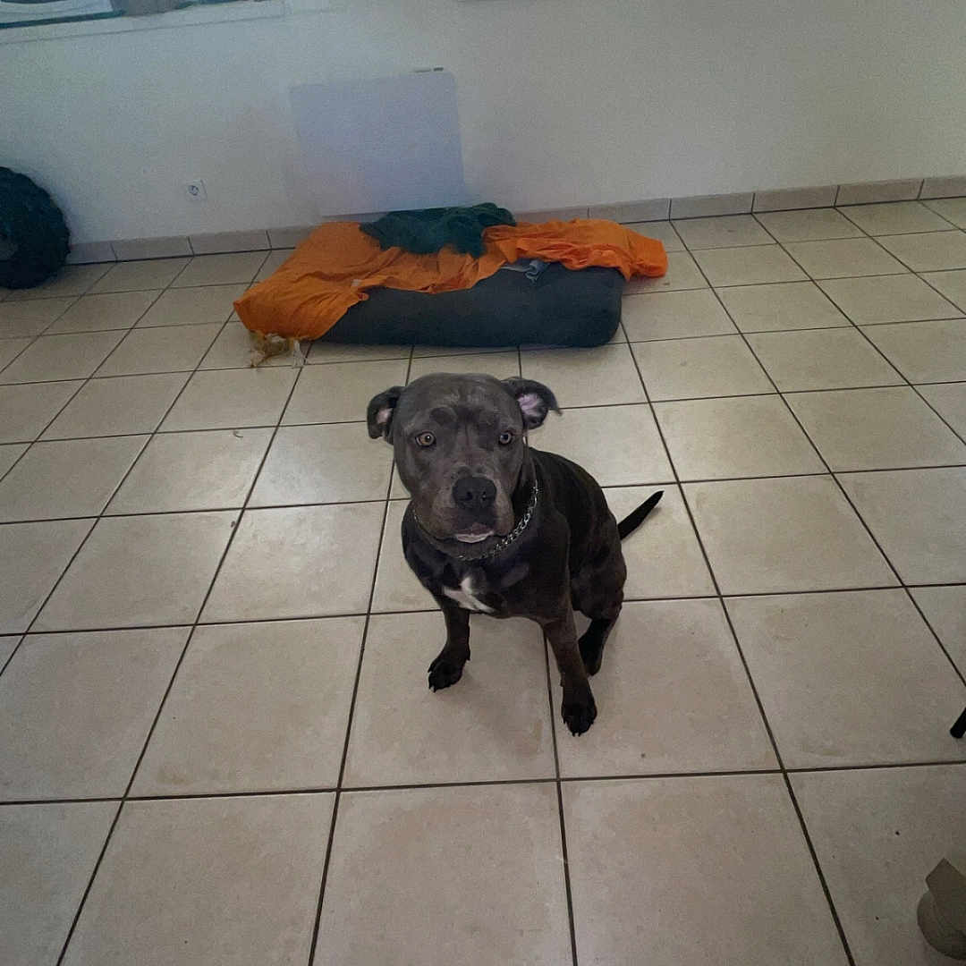 Perle participe au concours pour gagner de l'argent avec cette photo : animal, architecture, building, bulldog, canine, dog, frenchbulldog, furniture, hound, indoors, interiordesign, livingroom, pet, pitbull, pug, puppy, room, slate, tile, window