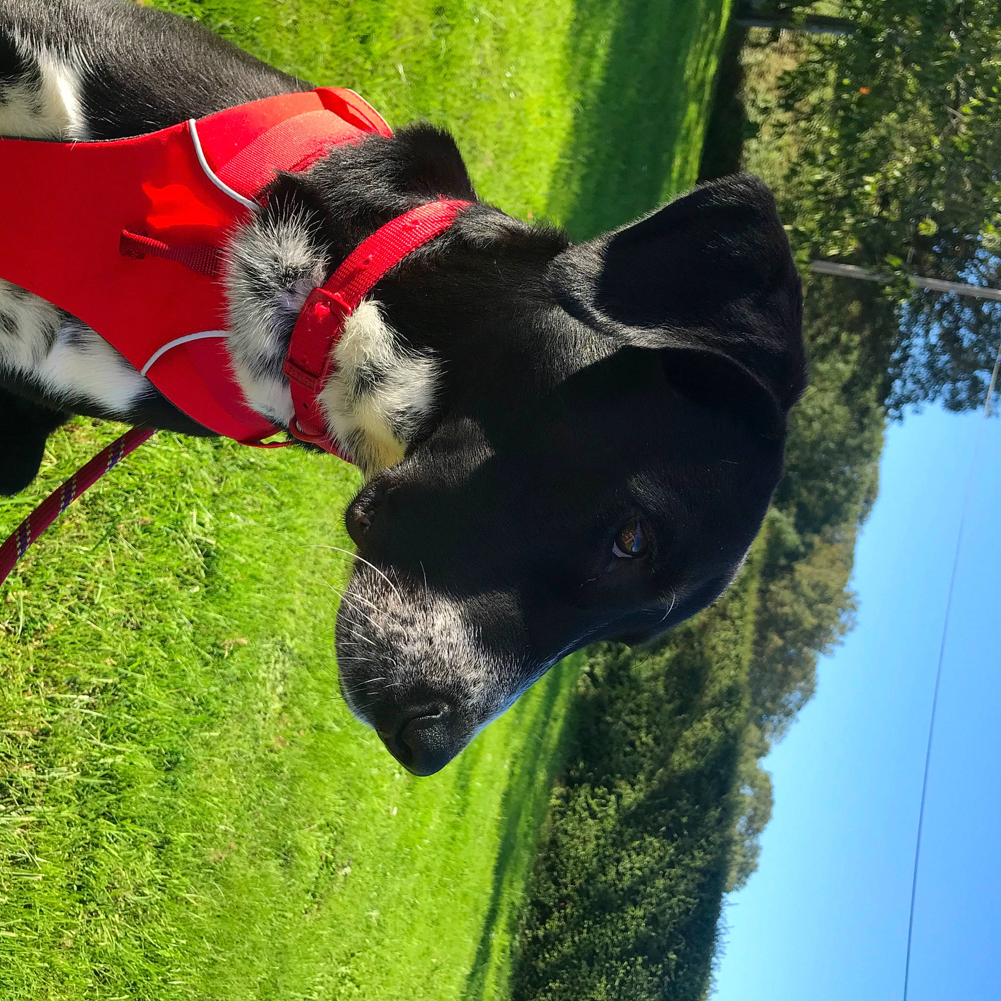Hooper participe au concours pour gagner de l'argent avec cette photo : canidae, carnivore, dog, dog_breed, great_dane, green, non_sporting_group, organism, plant, snout, sporting_group, tail, tree