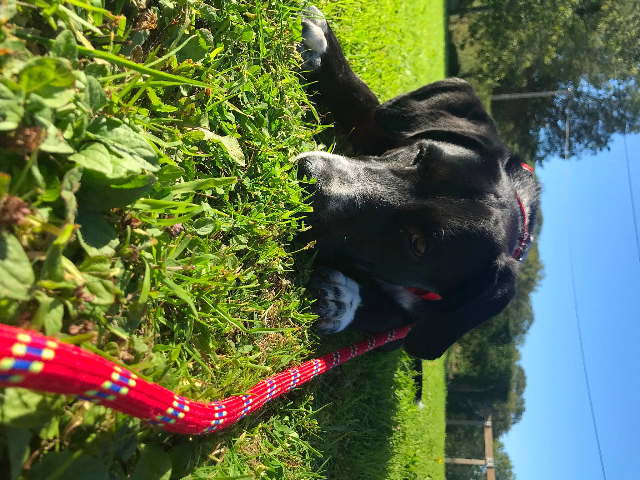 Hooper participe au concours pour gagner de l'argent avec cette photo : leash, sporting_group