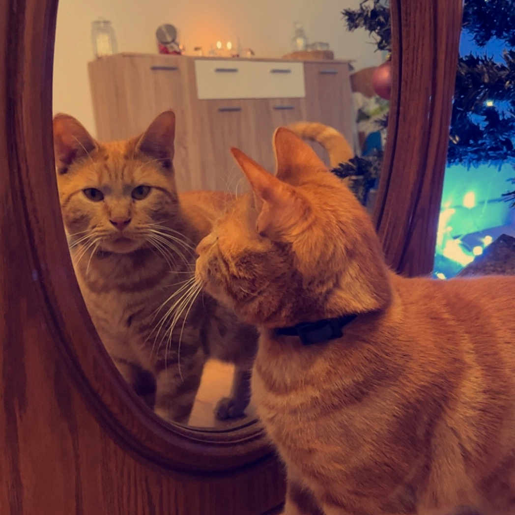 Iko a rejoint le concours — aidez-le/la à gagner de superbes lots ! abyssinian, animal, architecture, building, cat, furniture, hardwood, indoors, interiordesign, kitten, livingroom, manx, pet, photography, plywood, room, sphere, stainedwood, window, wood