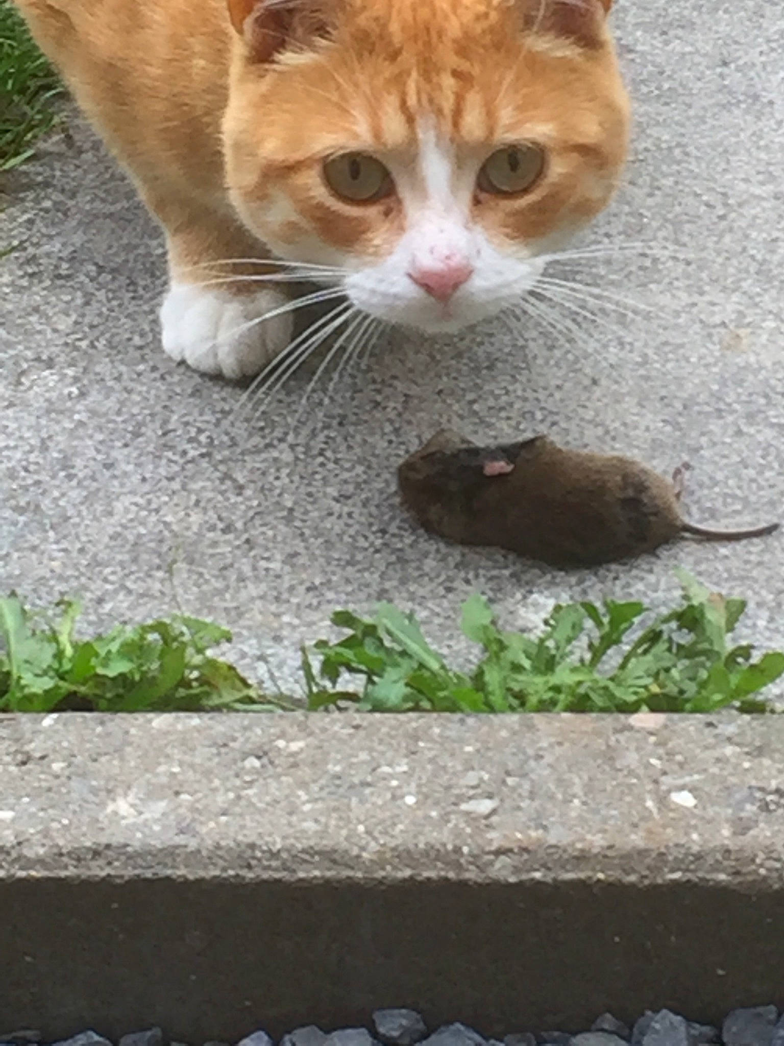 Oups participe au concours pour gagner de l'argent avec cette photo : aegean_cat, arabian_mau, carnivore, cat, domestic_short_haired_cat, european_shorthair, fawn, felidae, german_rex, grass, kitten, plant, small_to_medium_sized_cats, snout, tabby_cat, whiskers