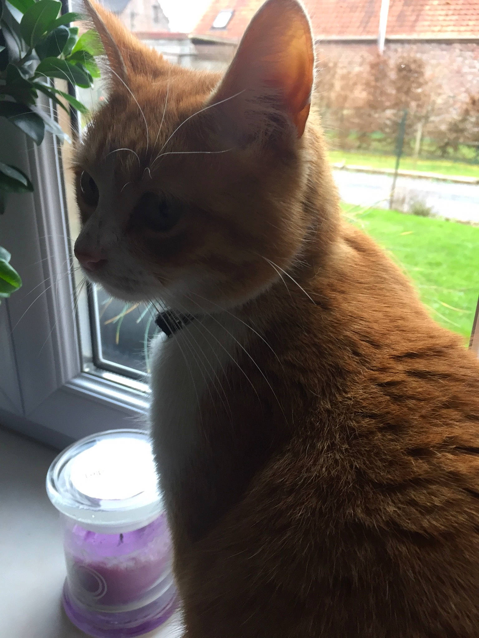 Chichi participe au concours pour gagner de l'argent avec cette photo : abyssinian, asian, burmese, carnivore, cat, domestic_short_haired_cat, fawn, felidae, german_rex, korat, mammal, russian_blue, small_to_medium_sized_cats, snout, tail, whiskers