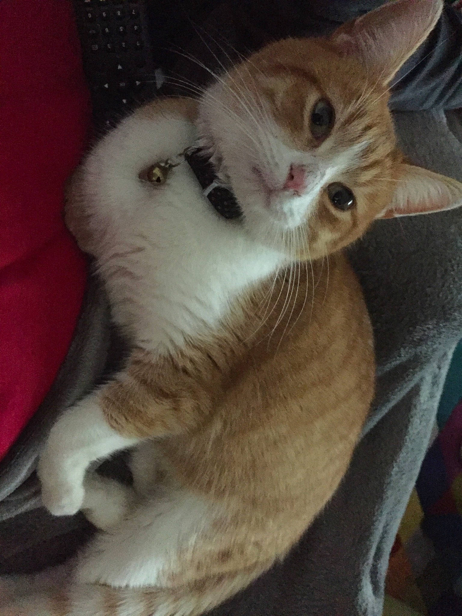 Chichi participe au concours pour gagner de l'argent avec cette photo : aegean_cat, american_wirehair, asian, burmilla, carnivore, cat, claw, domestic_short_haired_cat, european_shorthair, fawn, felidae, kitten, mammal, ojos_azules, polydactyl_cat, small_to_medium_sized_cats, tail, turkish_van, vertebrate, whiskers