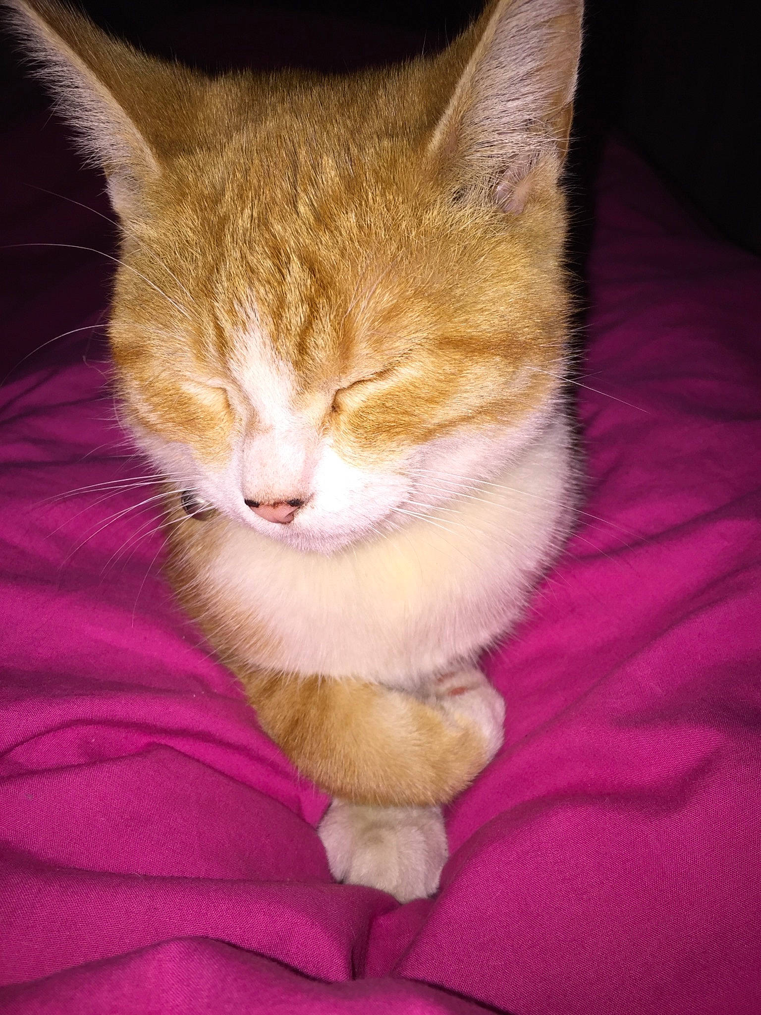 Chichi a rejoint le concours — aidez-le/la à gagner de superbes lots ! aegean_cat, american_wirehair, arabian_mau, asian, carnivore, cat, domestic_short_haired_cat, european_shorthair, fawn, felidae, fur, german_rex, kitten, mammal, ojos_azules, small_to_medium_sized_cats, snout, tabby_cat, tail, whiskers