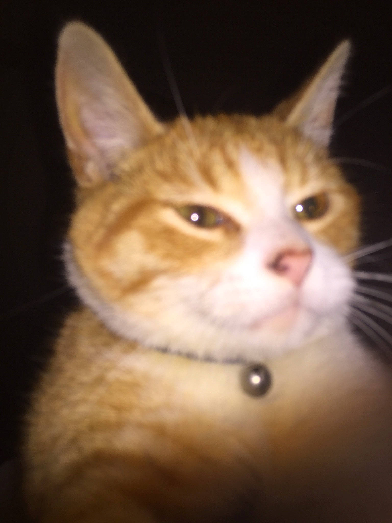 Chichi a rejoint le concours — aidez-le/la à gagner de superbes lots ! american_wirehair, arabian_mau, asian, carnivore, cat, close_up, domestic_short_haired_cat, european_shorthair, eye, felidae, german_rex, kitten, mammal, nose, ojos_azules, small_to_medium_sized_cats, snout, tabby_cat, vertebrate, whiskers