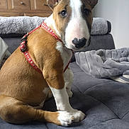 Akira a rejoint le concours — aidez-le/la à gagner de superbes lots ! animal, blanket, brown_and_white, canine, couch, cozy, decor, dog, fur, furniture, home, indoor, large_ears, living_room, looking_at_camera, pet, portrait, red_harness, sitting, wooden_drawer