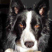 Ron participe au concours pour gagner de l'argent avec cette photo : dog, border_collie, black_and_white, close_up, portrait, amber_eyes, fluffy_fur, pet, animal, toy, indoor, cute, looking_at_camera, snout, ears, paw, soft_light, furry, domestic_animal, companion
