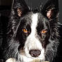 dog, border_collie, black_and_white, close_up, portrait, amber_eyes, fluffy_fur, pet, animal, toy, indoor, cute, looking_at_camera, snout, ears, paw, soft_light, furry, domestic_animal, companion