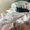 Ozzy is registered to the contest to win money with this photo: kitten, black_cat, bed, blanket, collar, indoor, pet, cute, resting, fur, animal, cozy, domestic_cat, patterned_bedding, curious, small, young, comfort, feline, soft