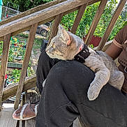Bumblebee joined the competition — help win amazing prizes! cat, animal, pet, lap, person, pants, sandals, wooden_stairs, garden, plants, outdoor, collar, gray_cat, relaxed, sunlight, fence, footwear, greenery, daytime, casual