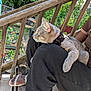cat, animal, pet, lap, person, pants, sandals, wooden_stairs, garden, plants, outdoor, collar, gray_cat, relaxed, sunlight, fence, footwear, greenery, daytime, casual