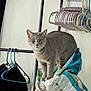 cat, gray_cat, pet_food_bag, hanger, clothing, closet, storage, curious, alert, indoor, shelf, metal_rack, household, domestic, animal, feline, standing, looking, eyes, ears