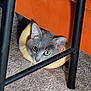 Bumblebee is registered to the contest to win money with this photo: cat, grey_cat, pet, indoor, carpet, furniture, chair_leg, orange, yellow_collar, curious, animal, domestic, closeup, eyes, face, resting, cozy, cute, looking, soft