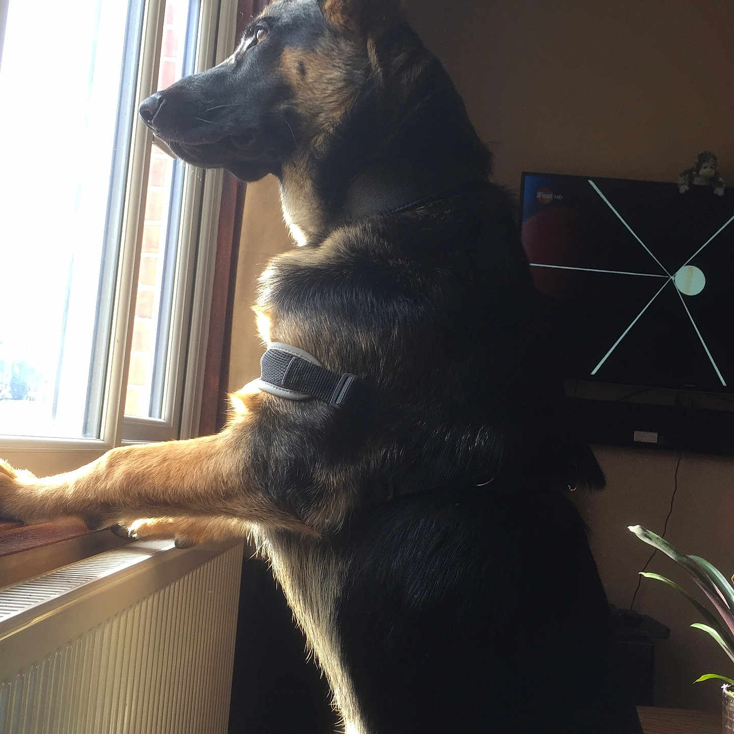 Max is registered to the contest to win money with this photo: animal, collar, curtain, daylight, dog, domestic_animal, fur, german_shepherd, home, indoor, living_room, looking_out, pet, plant, quiet, radiator, side_view, sunlight, television, window