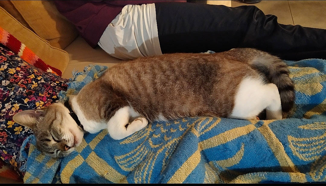 Mystie participe au concours pour gagner de l'argent avec cette photo : carnivore, comfort, companion_dog, couch, dog, dog_breed, dog_supply, domestic_short_haired_cat, fawn, felidae, fur, hardwood, linens, liver, paw, small_to_medium_sized_cats, tail, whiskers, wood, working_animal