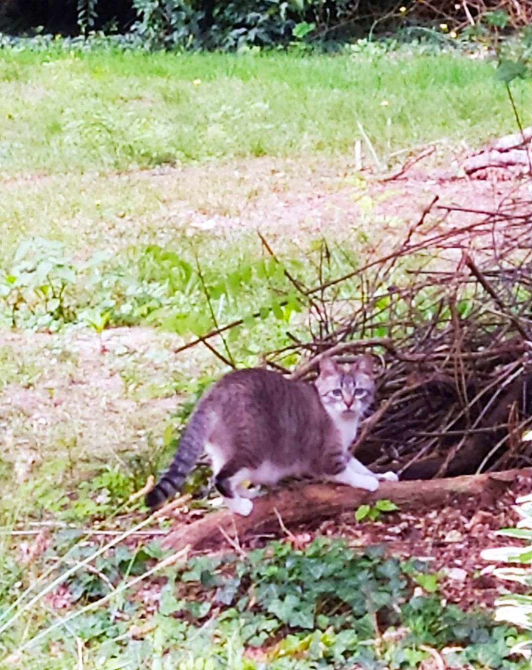 Mystie participe au concours pour gagner de l'argent avec cette photo : botany, canidae, carnivore, cat, domestic_short_haired_cat, fawn, felidae, fur, grass, grass_family, grassland, groundcover, plant, small_to_medium_sized_cats, snout, soil, spring, tail, terrestrial_animal, whiskers