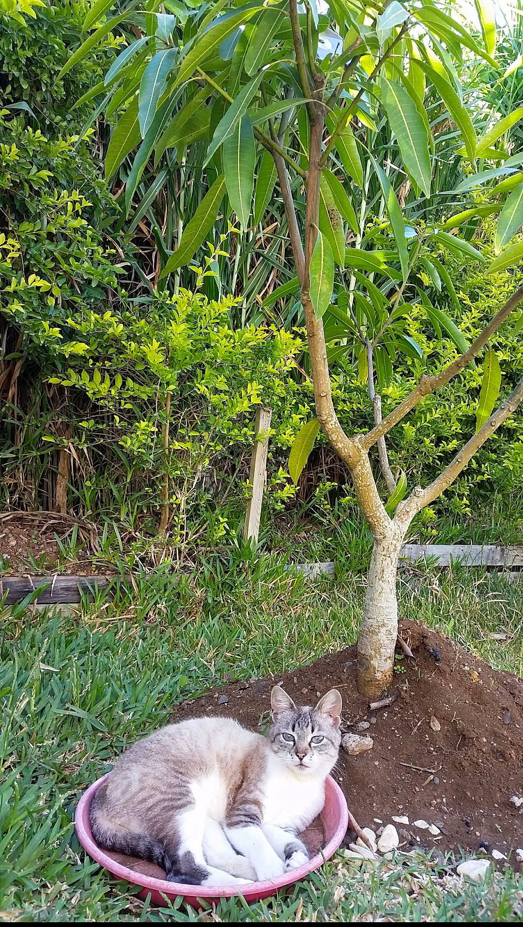Mystie a rejoint le concours — aidez-le/la à gagner de superbes lots ! arecales, carnivore, cat, domestic_short_haired_cat, fawn, felidae, flowerpot, grass, groundcover, houseplant, leaf, plant, small_to_medium_sized_cats, tail, terrestrial_plant, tree, trunk, twig, whiskers, wood