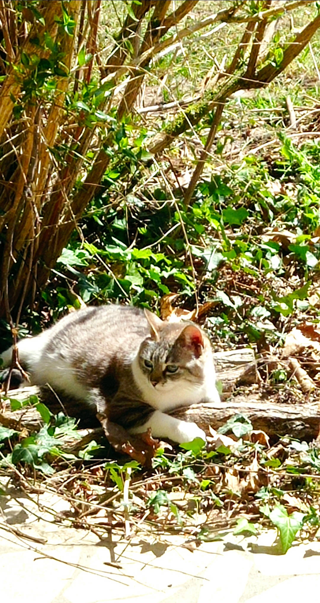 Mystie participe au concours pour gagner de l'argent avec cette photo : botany, carnivore, cat, domestic_short_haired_cat, fawn, felidae, fur, grass, groundcover, jungle, plant, small_to_medium_sized_cats, snout, soil, tail, terrestrial_animal, terrestrial_plant, trunk, whiskers, wood