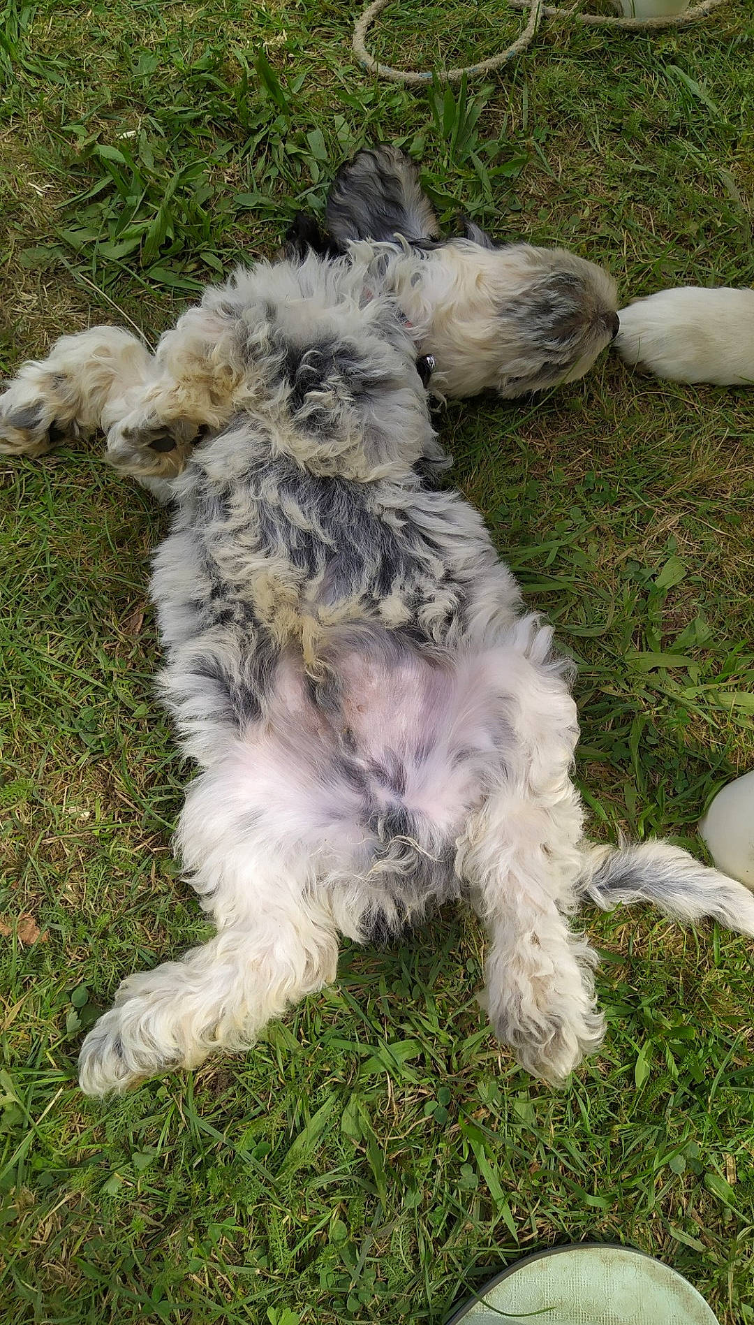 Snoopy a rejoint le concours — aidez-le/la à gagner de superbes lots ! carnivore, companion_dog, dog, dog_breed, grass, non_sporting_group, plant, sporting_group, tail, terrier, toy_dog, water_dog, working_animal