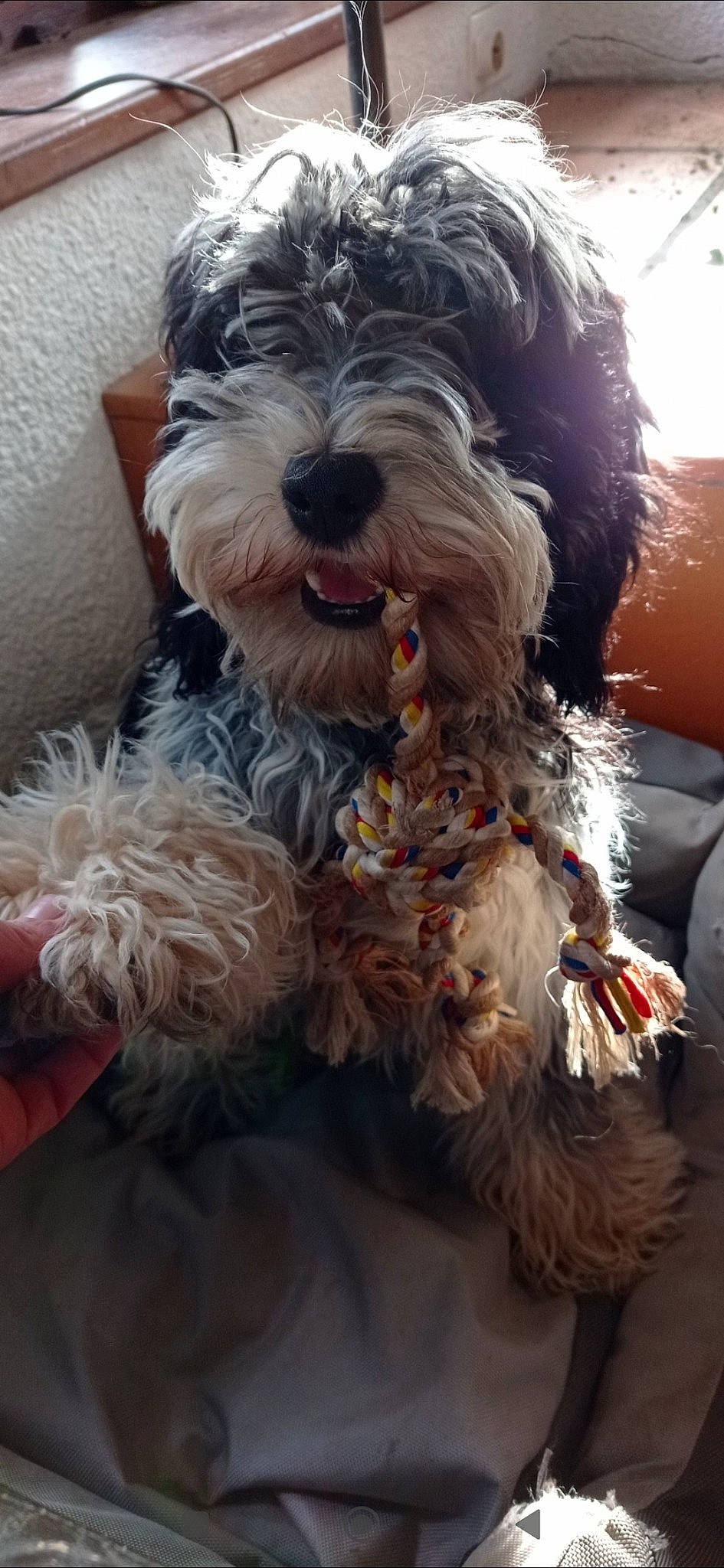 Snoopy a rejoint le concours — aidez-le/la à gagner de superbes lots ! canidae, carnivore, companion_dog, dog, dog_breed, dog_collar, dog_supply, fur, giant_dog_breed, maltepoo, non_sporting_group, schnauzer, small_terrier, snout, sporting_group, terrier, toy_dog, water_dog, working_animal, yorkipoo