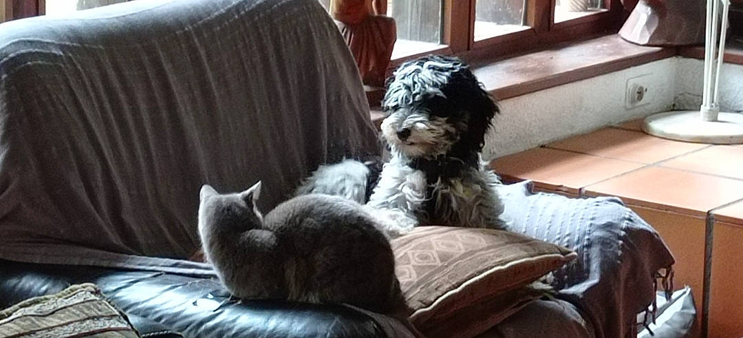 Snoopy a rejoint le concours — aidez-le/la à gagner de superbes lots ! canidae, carnivore, cat, comfort, companion_dog, couch, curtain, dog, dog_breed, fawn, felidae, fur, furniture, grey, linens, living_room, pillow, tail, toy_dog, water_dog