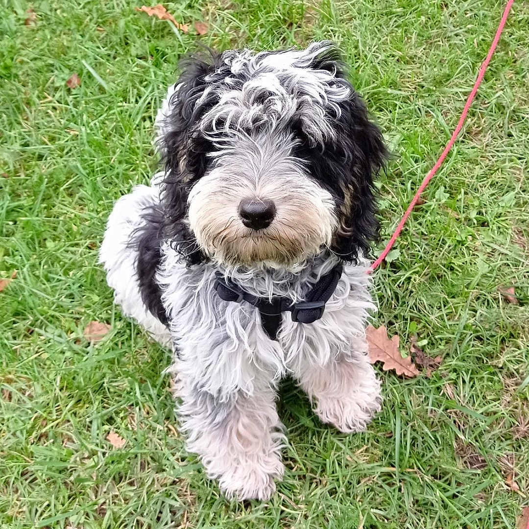 Snoopy