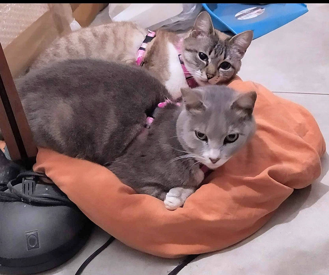 Cannelle participe au concours pour gagner de l'argent avec cette photo : baby_products, bag, baggage, box, car_seat, carnivore, cat, comfort, couch, domestic_short_haired_cat, felidae, fur, grey, luggage_and_bags, paw, sitting, small_to_medium_sized_cats, suitcase, tail, whiskers