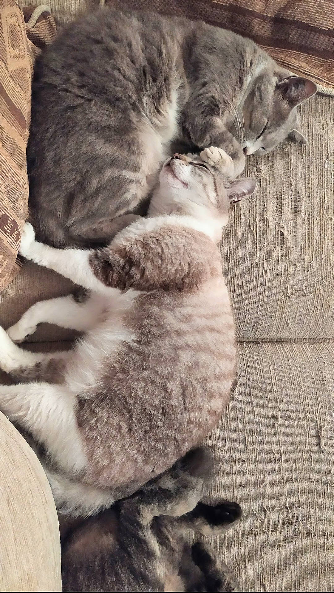 Cannelle a rejoint le concours — aidez-le/la à gagner de superbes lots ! carnivore, cat, claw, comfort, domestic_short_haired_cat, felidae, fur, grey, mammal, monochrome, monochrome_photography, nap, paw, sleep, small_to_medium_sized_cats, style, tail, vertebrate, whiskers, wood