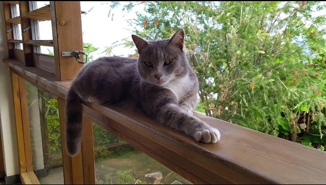 Cannelle a rejoint le concours — aidez-le/la à gagner de superbes lots ! carnivore, cat, domestic_short_haired_cat, fawn, felidae, fur, grass, hardwood, plant, porch, small_to_medium_sized_cats, tail, terrestrial_animal, tree, vertebrate, whiskers, wildlife, window, wood